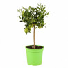 Limequat - Citrus xfloridana Limequat Mini tige 65cm Pot 5L