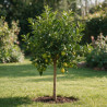 Limequat - Citrus xfloridana Limequat Mini tige 65cm Pot 5L