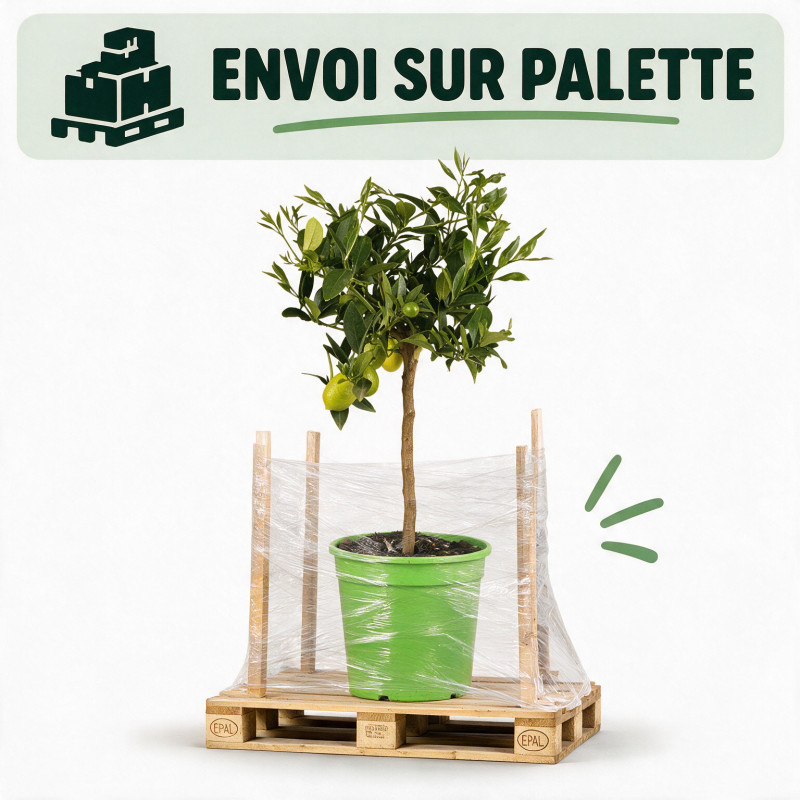 Limequat - Citrus xfloridana Limequat Mini tige 65cm Pot 5L