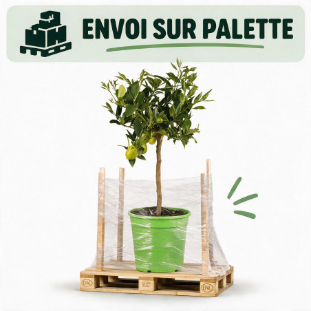Limequat - Citrus xfloridana Limequat Mini tige 65cm Pot 5L