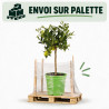 Limequat - Citrus xfloridana Limequat Mini tige 65cm Pot 5L