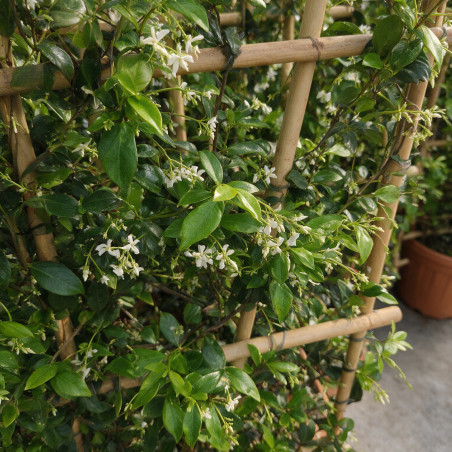 Jasmin étoilé - Trachelospermum jasminoides Espalier 175/195cm Pot 55L