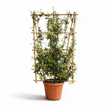 Jasmin étoilé - Trachelospermum jasminoides Espalier 175/195cm Pot 55L