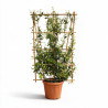 Jasmin étoilé - Trachelospermum jasminoides Espalier 175/195cm Pot 55L