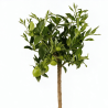 Limequat - Citrus xfloridana Limequat Mini tige 65cm Pot 5L