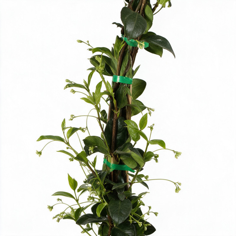 Jasmin étoilé - Trachelospermum jasminoides 125/145cm Pot 3L