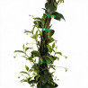 Jasmin étoilé - Trachelospermum jasminoides 125/145cm Pot 3L