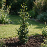 Jasmin étoilé - Trachelospermum jasminoides 125/145cm Pot 3L