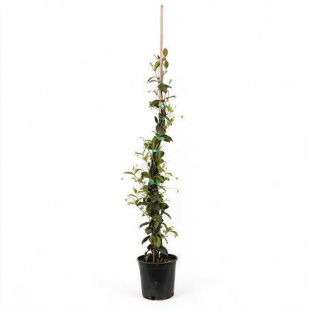 Jasmin étoilé - Trachelospermum jasminoides 125/145cm Pot 3L