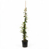 Jasmin étoilé - Trachelospermum jasminoides 125/145cm Pot 3L