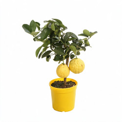 Agrume xparadisi Lipo - Citrus limon xparadisi Lipo Mini tige 85cm Pot 5L