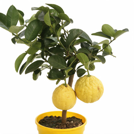 Agrume xparadisi Lipo - Citrus limon xparadisi Lipo Mini tige 85cm Pot 5L