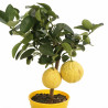 Agrume xparadisi Lipo - Citrus limon xparadisi Lipo Mini tige 85cm Pot 5L