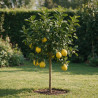 Agrume xparadisi Lipo - Citrus limon xparadisi Lipo Mini tige 85cm Pot 5L