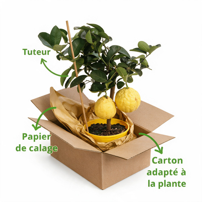 Agrume xparadisi Lipo - Citrus limon xparadisi Lipo Mini tige 85cm Pot 5L