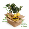 Agrume xparadisi Lipo - Citrus limon xparadisi Lipo Mini tige 85cm Pot 5L