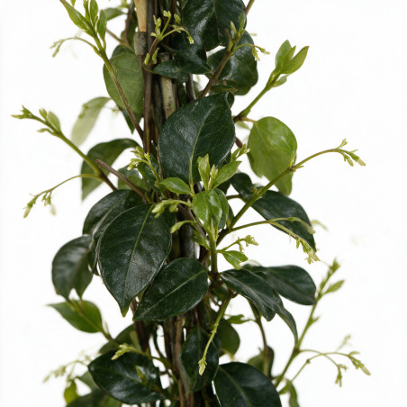 Jasmin étoilé - Trachelospermum jasminoides 180/200cm Pot 5L