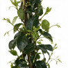 Jasmin étoilé - Trachelospermum jasminoides 180/200cm Pot 5L