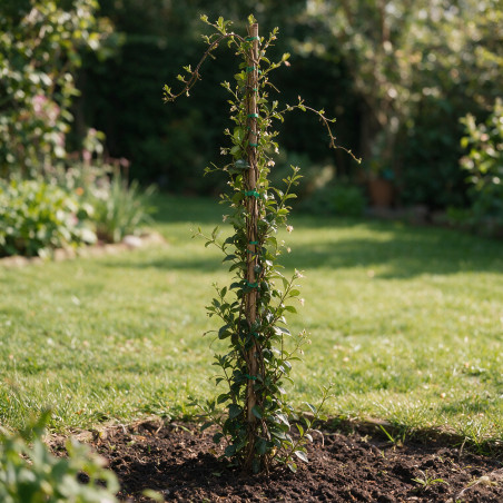 Jasmin étoilé - Trachelospermum jasminoides 180/200cm Pot 5L