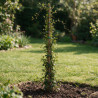 Jasmin étoilé - Trachelospermum jasminoides 180/200cm Pot 5L