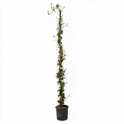 Jasmin étoilé - Trachelospermum jasminoides 180/200cm Pot 5L