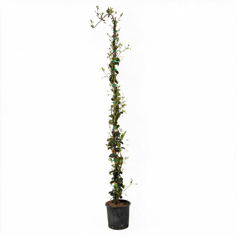 Jasmin étoilé - Trachelospermum jasminoides 180/200cm Pot 5L