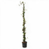 Jasmin étoilé - Trachelospermum jasminoides 180/200cm Pot 5L
