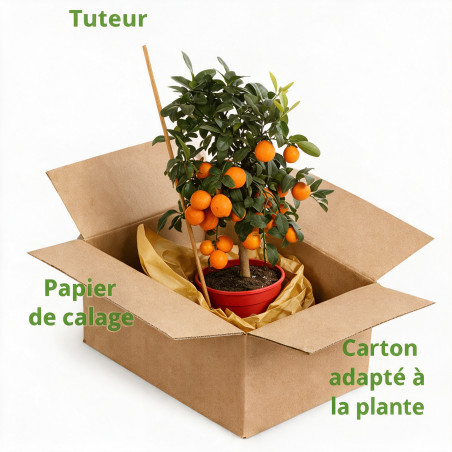 Calamondin Limon Rouge - Citrus mitis Limon Rouge Mini tige 65cm Pot 5L