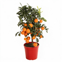 Calamondin Limon Rouge - Citrus mitis Limon Rouge Mini tige 65cm Pot 5L