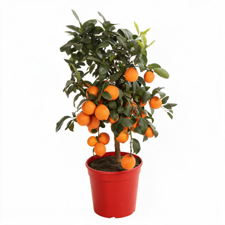 Calamondin Limon Rouge - Citrus mitis Limon Rouge Mini tige 65cm Pot 5L