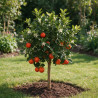 Calamondin Limon Rouge - Citrus mitis Limon Rouge Mini tige 65cm Pot 5L