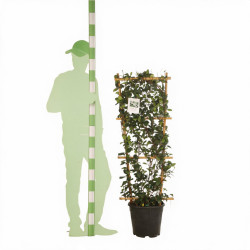 Jasmin étoilé - Trachelospermum jasminoides Espalier 120/140cm Pot 18L