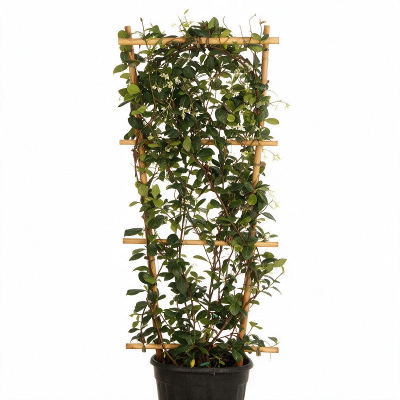 Jasmin étoilé - Trachelospermum jasminoides Espalier 120/140cm Pot 18L