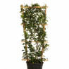 Jasmin étoilé - Trachelospermum jasminoides Espalier 120/140cm Pot 18L