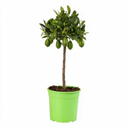 Limequat - Citrus xfloridana Limequat Mini tige 65cm Pot 3L
