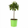 Limequat - Citrus xfloridana Limequat Mini tige 65cm Pot 3L