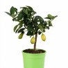 Limequat - Citrus xfloridana Limequat Mini tige 65cm Pot 3L