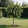 Limequat - Citrus xfloridana Limequat Mini tige 65cm Pot 3L
