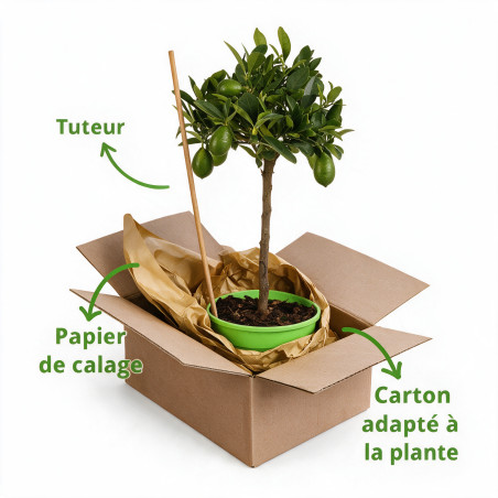 Limequat - Citrus xfloridana Limequat Mini tige 65cm Pot 3L