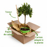 Limequat - Citrus xfloridana Limequat Mini tige 65cm Pot 3L