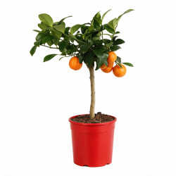 Calamondin Limon Rouge - Citrus mitis Limon Rouge Mini tige 65cm Pot 3L