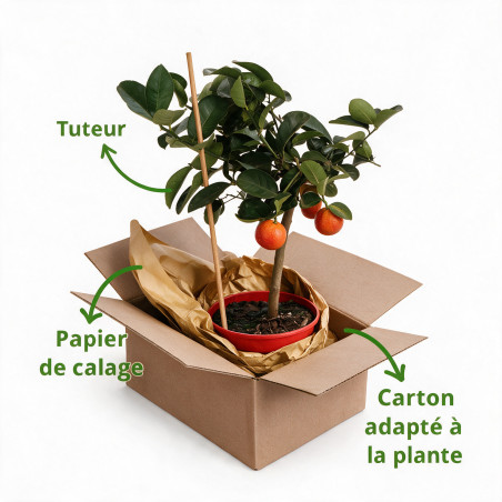 Calamondin Limon Rouge - Citrus mitis Limon Rouge Mini tige 65cm Pot 3L