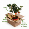 Calamondin Limon Rouge - Citrus mitis Limon Rouge Mini tige 65cm Pot 3L