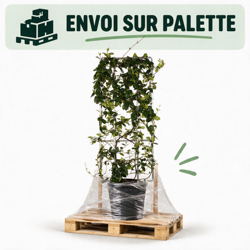 Jasmin étoilé - Trachelospermum jasminoides Espalier 120x50cm Pot 18L