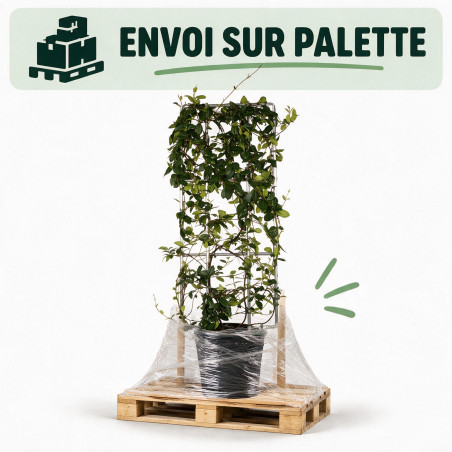 Jasmin étoilé - Trachelospermum jasminoides Espalier 120x50cm Pot 18L