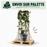 Jasmin étoilé - Trachelospermum jasminoides Espalier 120x50cm Pot 18L