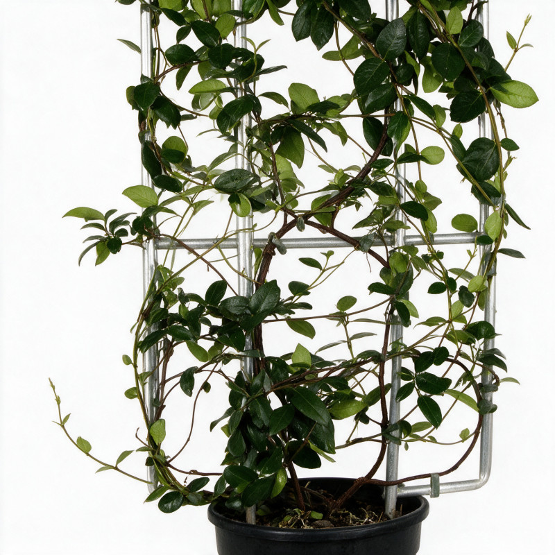 Jasmin étoilé - Trachelospermum jasminoides Espalier 120x50cm Pot 18L