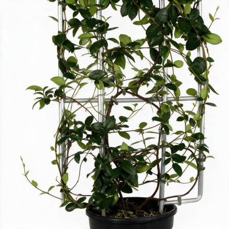 Jasmin étoilé - Trachelospermum jasminoides Espalier 120x50cm Pot 18L
