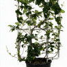 Jasmin étoilé - Trachelospermum jasminoides Espalier 120x50cm Pot 18L