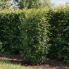 Jasmin étoilé - Trachelospermum jasminoides Espalier 120x50cm Pot 18L